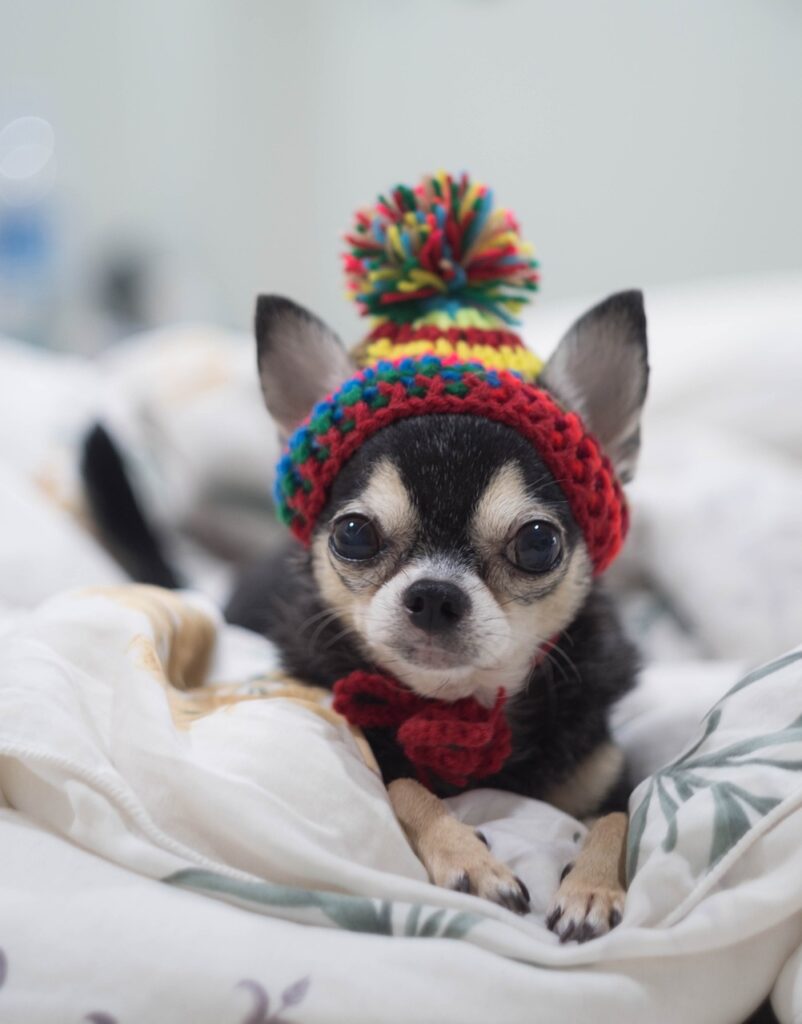 dog, chihuahua, a